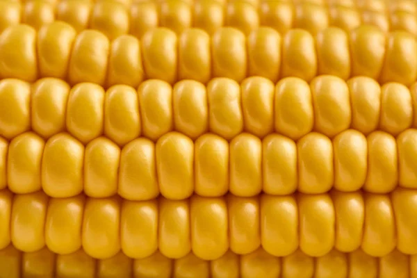 Sarı mısır koçanı detaylı görünümü