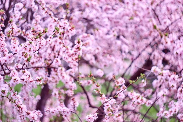 Floração Ramos Árvore Sakura — Fotografia de Stock
