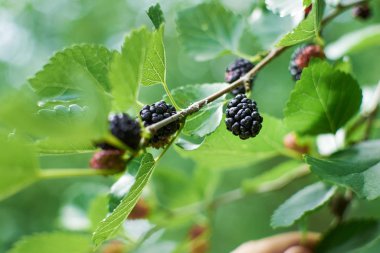 Ağaç dallarında olgunlaşan dutların yakın görüntüsü