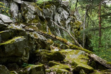 Yeşil ormandaki yosunlarla kaplı büyük taşlar.
