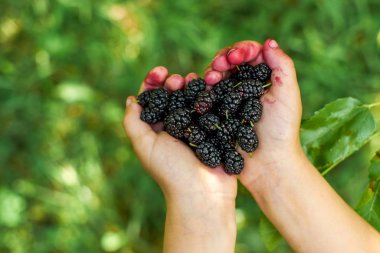 Çocuk elinde dut tutuyor.