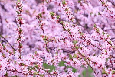 çiçek açan sakura ağacı dalları. 