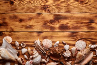 Kahverengi ahşap masadaki deniz kabuklarından yapılmış sınır.