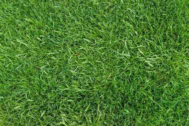 Parlak yeşil çimenler, doğal arka plan