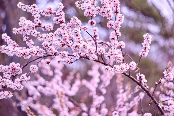 Blooming Sakura Tree Branches Blurred Backgroud — ストック写真