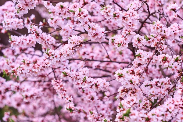 Квітучі Гілки Сакури — стокове фото