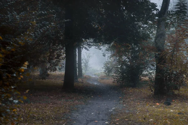 Naturlandskap Med Dimmig Skog — Stockfoto