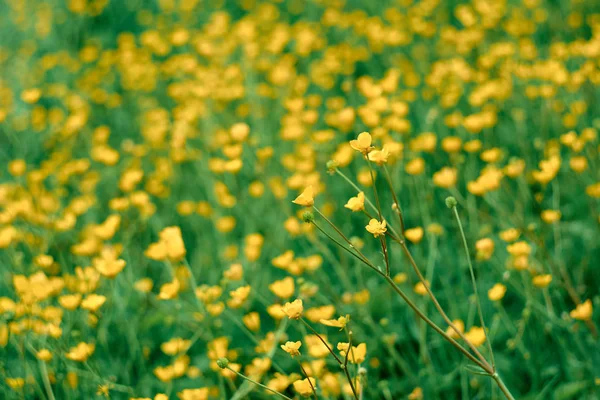 Fleurs Sauvages Dans Herbe Verte Sur Prairie — Photo