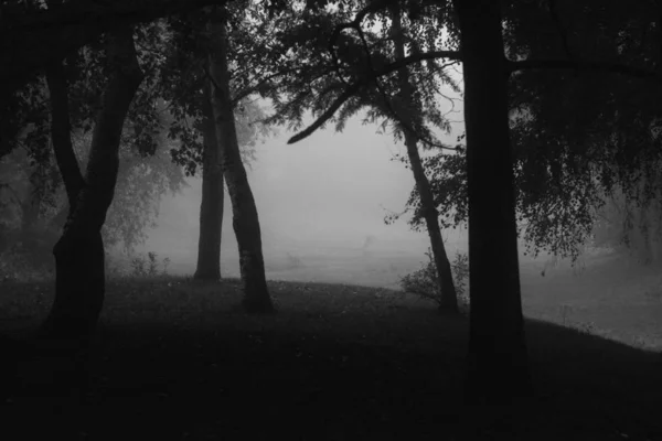 Landscape Foggy Forest Monochrome — 스톡 사진