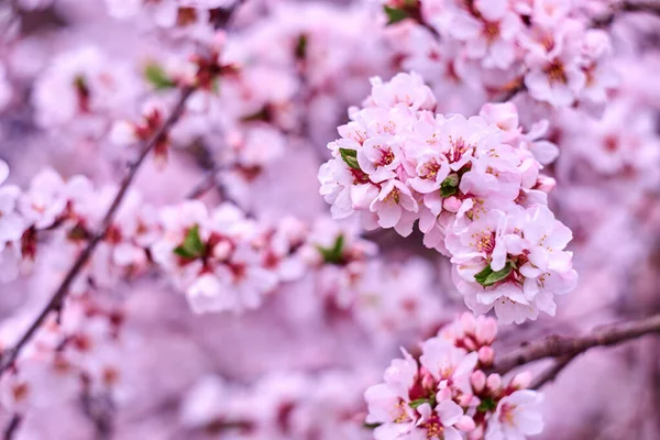 Çiçekli sakura ağacı. Kiraz ağacının pembe çiçekleri. Bahar.