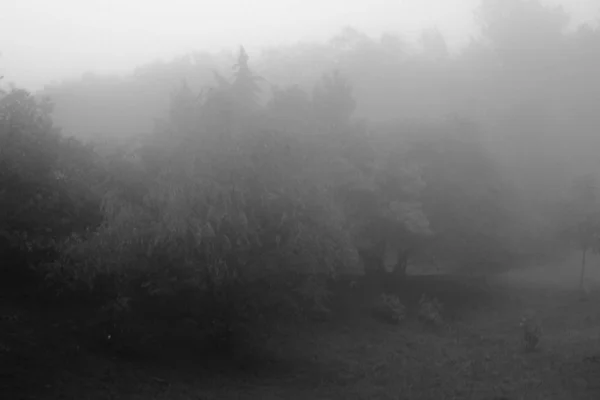 Paesaggio Foresta Nebbiosa Monocromatico — Foto Stock