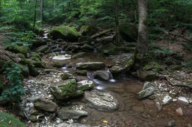 Renkli sonbahar ormanlarında akarsu