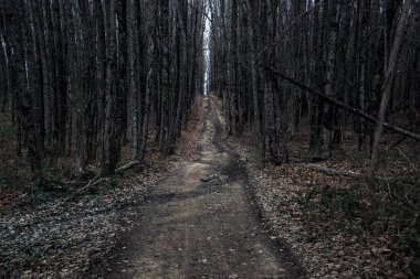 Çıplak ağaçlarla dolu sonbahar dağları