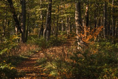 Renkli ağaçlı sonbahar ormanı