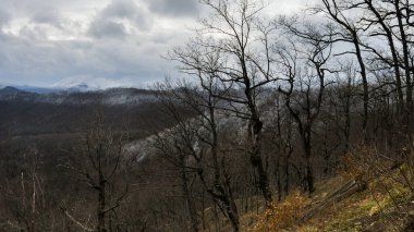 Çıplak ağaçlarla dolu sonbahar dağları