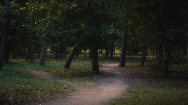 Vägen Genom Grön Sommarskog — Stockfoto