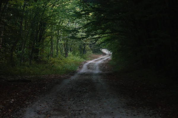 Sentiero Attraverso Foresta Verde Estiva — Foto Stock