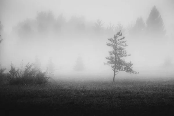 Чорно Біла Картина Газону Всередині Лісу — стокове фото