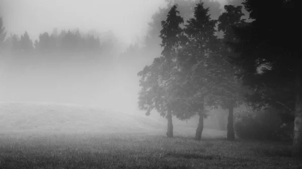 Black and white picture of lawn inside forest