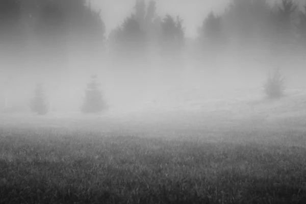 森の中の芝生の白黒写真 — ストック写真