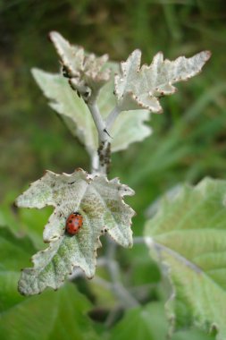 Ladybug on a green leaf, Altai