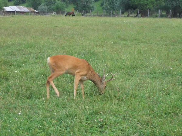 Elk Pasture Foothills Altai — Stock fotografie