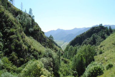 Ormanlık tepeler, Altai.