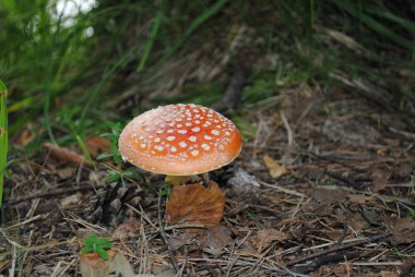 Yağmurdan sonra agarik uç, Altai.