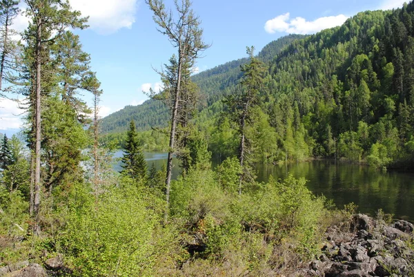 Orillas Boscosas Del Río Katun Altai — Foto de Stock