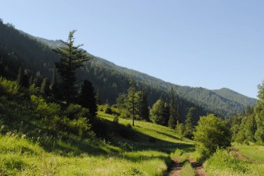 Altai taygası arasında, Altai