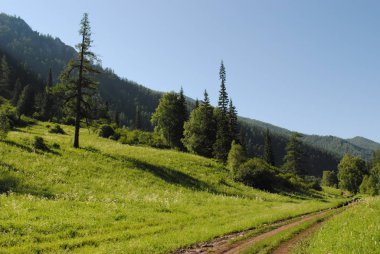 Ormanda koşuyor, Altai.