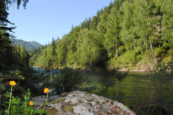 Río Katun Bosque Altay — Foto de Stock