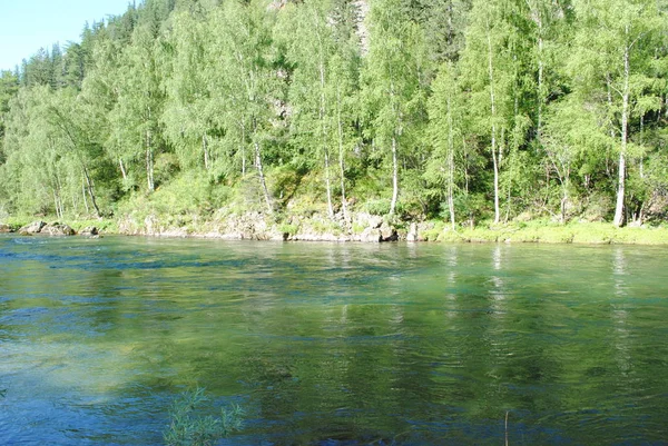 Bosque Abedul Orillas Del Río Katun Altai —  Fotos de Stock