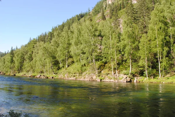 Bosque Mixto Orillas Del Río Katun Altai — Foto de Stock