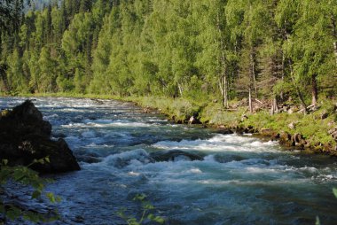 Katun nehrinin kıvrımlı akıntılarında, Altai
