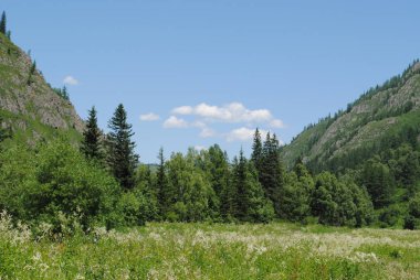 Katun nehri yakınlarındaki orman, Altai.