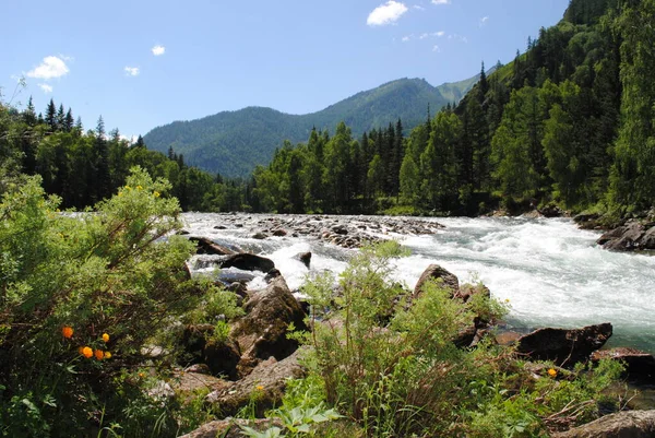 Las Orillas Boscosas Del Río Katun Altay — Foto de Stock
