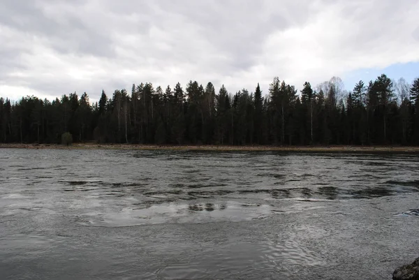 Rives Boisées Rivière Katun Altaï — Photo