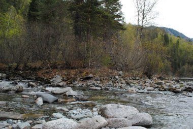 Teletskoye Gölü 'nün Rocky sahilleri, Altai