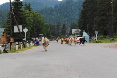 İnekler Altai Cumhuriyeti köprüsünde