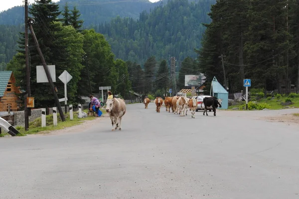 Kühe Auf Der Brücke Zur Republik Altai — Stockfoto