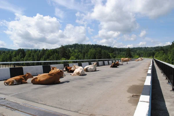 Коровы Мосту Республику Алтай — стоковое фото