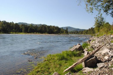 Katun Nehri kıyısındaki orman, Altai