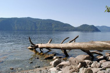 Teletskoye Gölü kıyısındaki kuru ağaç, Altai