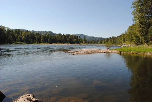 Floresta Nas Margens Rio Katun Altai — Fotografia de Stock