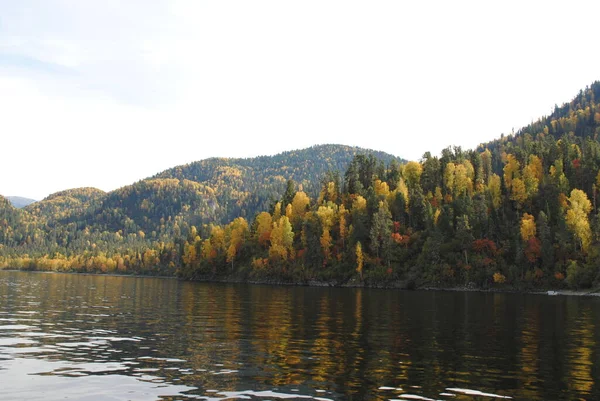 Bosques Orilla Del Lago Teletskoye Altai — Foto de Stock