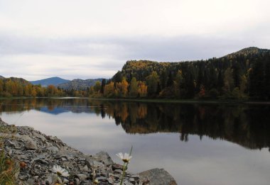 Teletskoye Gölü kıyısındaki ormanlar, Altai