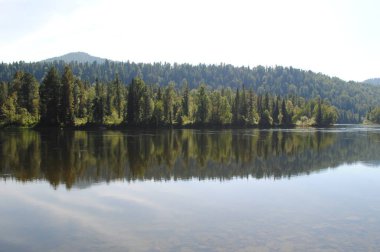Katun nehrinin kıyısındaki ormanlar, Altai