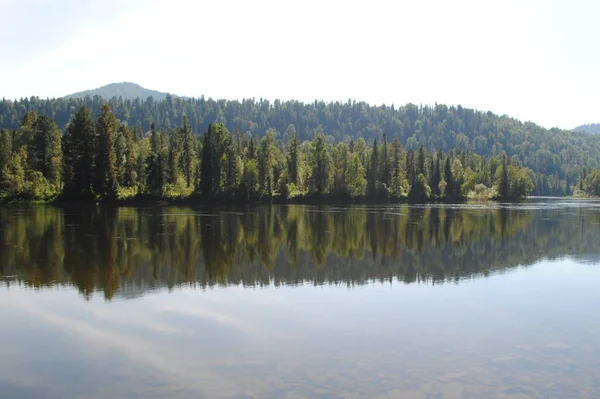 Florestas Nas Margens Rio Katun Altai — Fotografia de Stock