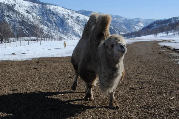 Camelos Peludos Altai Berçário Maral Altai — Fotografia de Stock
